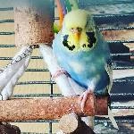 3 Wellis suchen eine neue Heimat Bild 2