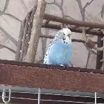 Welli-Dame ca.2-3 Jahre sucht dringend neues Zuhause Bild 1