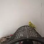 3 süße Wellis in ein liebevolles Zuhause abzugeben  Bild 3
