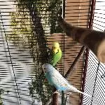 Welli Pärchen mit großem Käfig abzugeben Bild 1