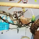 Die Wellis Grey, Hexe und Merlin suchen ein liebevolles neues Zuhause Bild 7