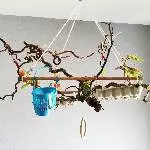 Die Wellis Grey, Hexe und Merlin suchen ein liebevolles neues Zuhause Bild 9