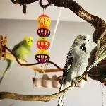 Die Wellis Grey, Hexe und Merlin suchen ein liebevolles neues Zuhause Bild 5