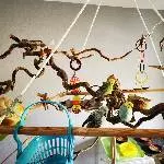 Die Wellis Grey, Hexe und Merlin suchen ein liebevolles neues Zuhause Bild 6