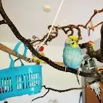 Die Wellis Grey, Hexe und Merlin suchen ein liebevolles neues Zuhause Bild 1