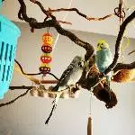 Die Wellis Grey, Hexe und Merlin suchen ein liebevolles neues Zuhause Bild 3