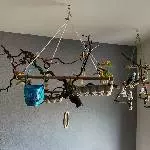 Die Wellis Grey, Hexe und Merlin suchen ein liebevolles neues Zuhause Bild 8