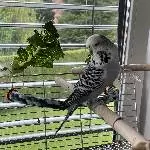 2 Wellensittiche (ca. 3 u. 4 Jahre alt) in liebevolle Hände abzugeben. Bild 2