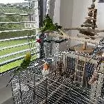 2 Wellensittiche (ca. 3 u. 4 Jahre alt) in liebevolle Hände abzugeben. Bild 1