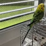 2 Wellensittiche (ca. 3 u. 4 Jahre alt) in liebevolle Hände abzugeben. Bild 3