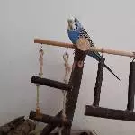 Wellensittich Dame abzugeben Bild 1