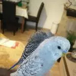 Handzahmer Welli (7 Jahre) sucht Anschluss Bild 1