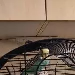Einsamer Welli sucht dringend neues Heim Bild 1