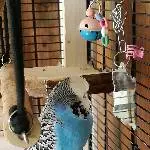 3 Wellis abzugeben Bild 4