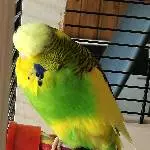 3 Wellis abzugeben Bild 3