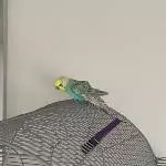 Wellensittiche (optional mit Voliere) zur Abgabe  Bild 6