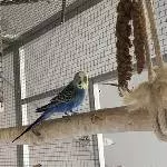 Wellensittiche (optional mit Voliere) zur Abgabe  Bild 4