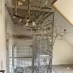 Wellensittiche (optional mit Voliere) zur Abgabe  Bild 7