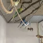 Wellensittiche (optional mit Voliere) zur Abgabe  Bild 1