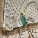 Wellensittiche (optional mit Voliere) zur Abgabe  Bild 5