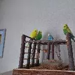 2 Paare in ein gutes Heim abzugeben Bild 1