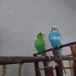 2 Paare in ein gutes Heim abzugeben Bild 3