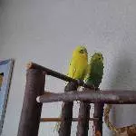 2 Paare in ein gutes Heim abzugeben Bild 2