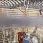 4 Wellis abzugeben Bild 1