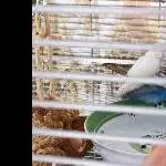 4 Wellis abzugeben Bild 2