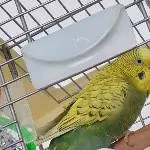 Luna, 4 Jahre, sucht ein neues Zuhause Bild 1