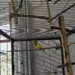 Neues Zuhause für Welli-Henne Holly gesucht Bild 2