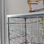 Neues Zuhause für Welli-Henne Holly gesucht Bild 1