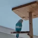 Einsamer Welli-Hahn sucht neues Zuhause Bild 1