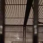 Kleiner Welli- Nympenschwarm sucht ein schönes Zuhause Bild 3