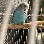 Welli-Dame sucht liebevolles Zuhause Bild 1