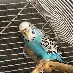 Welli-Dame sucht liebevolles Zuhause Bild 2