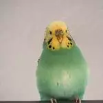 Wellensittich-Pärchen sucht neues zu Hause Bild 3