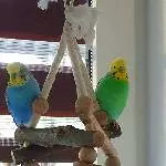 Wellensittich-Pärchen sucht neues zu Hause Bild 1