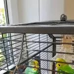 Zwei Wellensittiche abzugeben  Bild 3