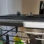 Zwei Wellensittiche abzugeben  Bild 2