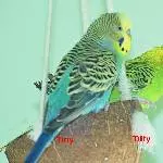 11 Wellis (3 Paare, 5 Singles) Bild 6