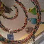 3 Wellis suchen neues, artgerechtes Zuhause Bild 2