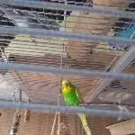 3 Wellis suchen neues, artgerechtes Zuhause Bild 3