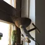 Welli-Paar sucht neues Zuhause Bild 1