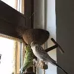 Welli-Paar sucht neues Zuhause Bild 2