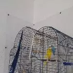 Zwei Wellensittiche suchen eine neue Bleibe Bild 1