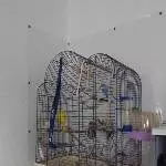 Zwei Wellensittiche suchen eine neue Bleibe Bild 2