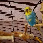 Welli Bob sucht ein neues Zuhause  Bild 1