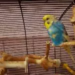 Welli Bob sucht ein neues Zuhause  Bild 3