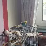Welli Bob sucht ein neues Zuhause  Bild 2